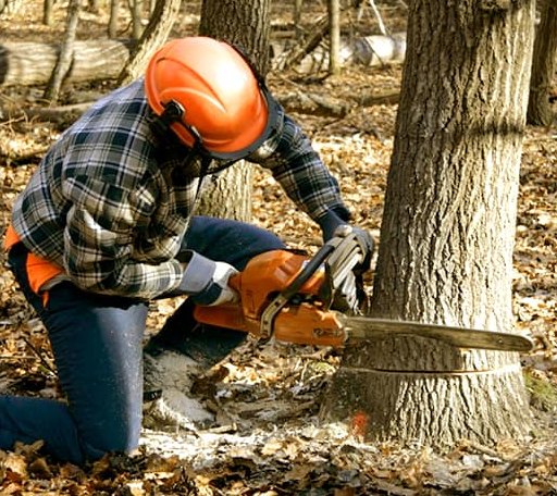 Tree Removal in Ensign, KS